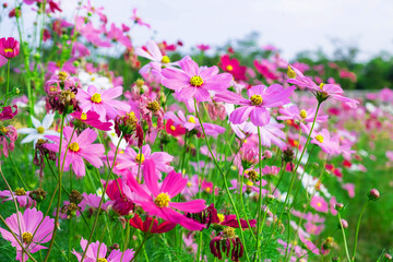 Winter flower background and cosmos flower