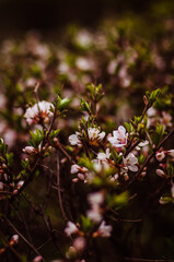 Fototapeta premium flowers in the garden