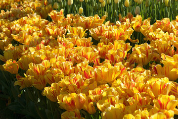 Tulips at emirgan İstanbul