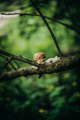 snail on a tree