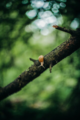 snail on a tree