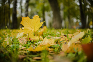 autumn leaves on the ground