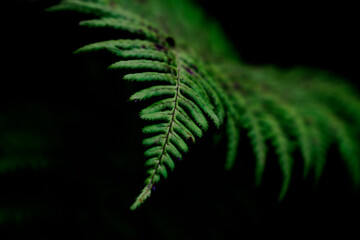 fern leaf on black
