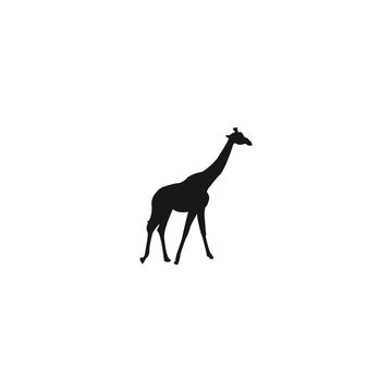 silhouette of a giraffe icon logo vector
