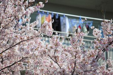 マンションの前に咲いている桜