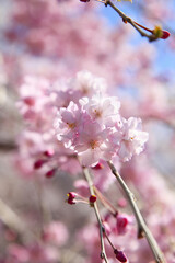 枝垂れ桜
