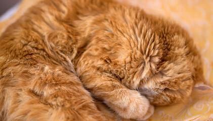 Adorable sleepy red cat.