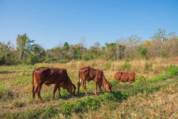 Fototapeta premium Herds of cows and calves graze in the middle of the field