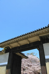 Fototapeta premium 大阪城桜門