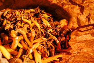 Stockholm, Sweden Freshly picked Chanterelle mushrooms collected in a paper bag.