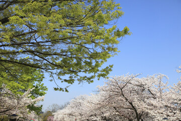 新緑と桜