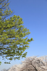 新緑と桜
