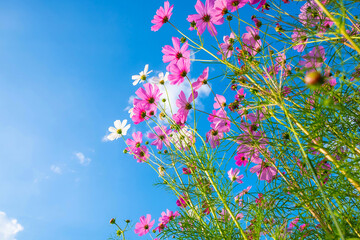 Obraz na płótnie Canvas Cosmos flower background and blue sky