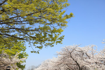新緑と桜