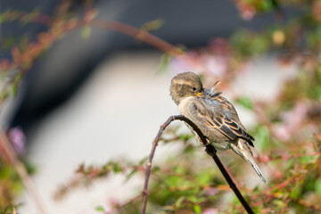 Small Brown Sparrow Preening on a branch
