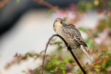 Small Brown Sparrow Preening on a branch