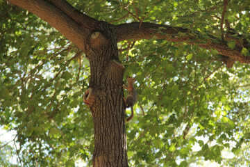 squirrel at tree