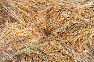 Yellow rice plant background in top view