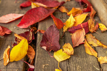 Naklejka na ściany i meble Red and Orange Autumn Leaves. Beautiful background image of fallen autumn leaves.