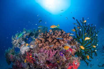 Healthy coral and fish on the Great Barrier Reef