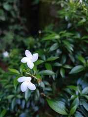 Obraz na płótnie Canvas Crepe jasmine or Chandini flower