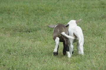 springende Lämmer von hinten / jumping lambs from behind