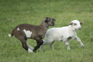 Lämmer beim spielen / Lambs playing