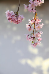 白壁と桜