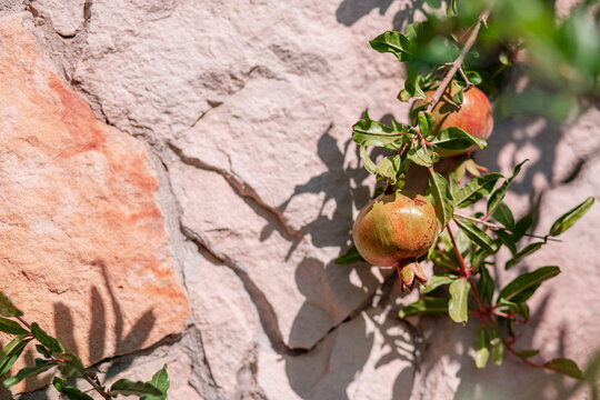 Young pomegranate fruits hanging on a tree branch in the garden, ripe pomegranate fruits hanging on a tree branch.