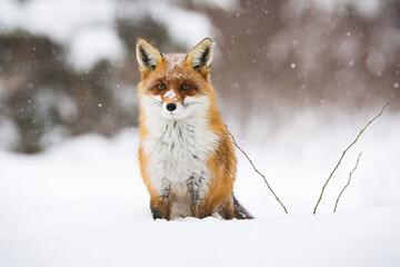 Calm red fox, vulpes vulpes, sitting on snow in wintertime nature. Wild mammal with orange fur looking to the camera on meadow in cold weather. Carnivore beast watching on white field.