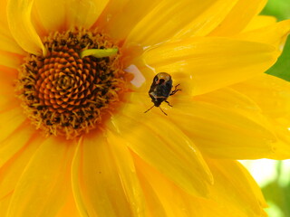 
A beetle on a yellow rudbeckia