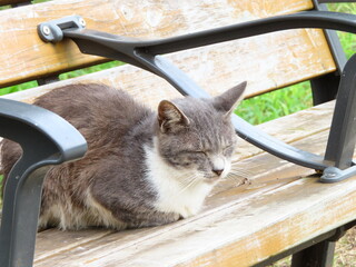 公園でたたずむ猫
