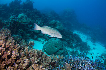 Naklejka na ściany i meble A coral trout on the reef