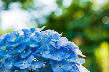 初夏に咲く満開の紫陽花