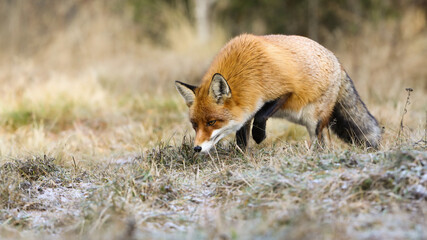Curious red fox, vulpes vulpes, sniffing something on the ground in autumn nature. Orange predator smelling on meadow in fall. Wild mammal looking for food on field.
