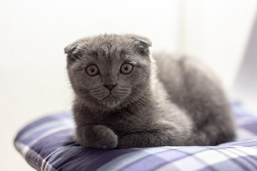 Gray Scottish Fold kitten on a blue pillow