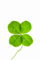 四ツ葉のクローバー