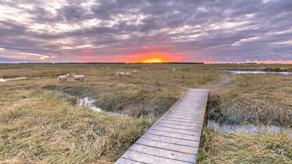 Boardwalk in Tidal Marshland nature reserve Saeftinghe
