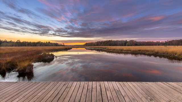 Boardwalk in natural heathland fen