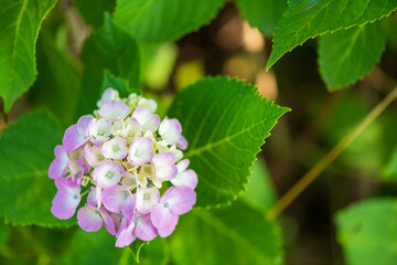 Fototapeta premium 初夏に咲く満開の紫陽花
