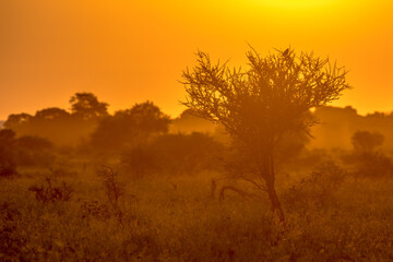 Fototapeta na wymiar Orange morning light on S100 Kruger