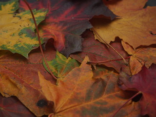 Fallen colorful autumn leaves lie on the ground.