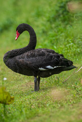 black swan on the grass