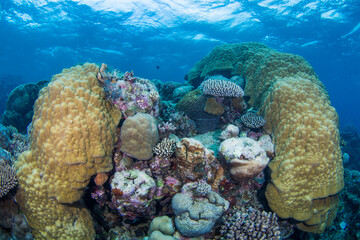 Healthy coral and fish on the Great Barrier Reef © Jemma Craig