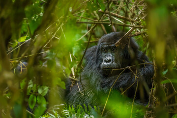 Portrait of a mountain gorilla (Gorilla beringei beringei), Bwindi Impenetrable Forest National Park, Uganda.	