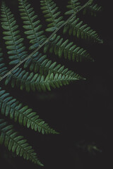 Fototapeta na wymiar green fern background, green fern, nature, flora