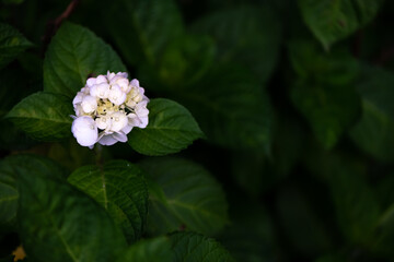 初夏に咲く満開の紫陽花