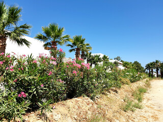 Fototapeta premium Beautiful way with a lot of green palms in a row, Kos island, Greese.
