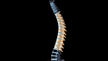 human anatomy and physiology.3d Illustration
