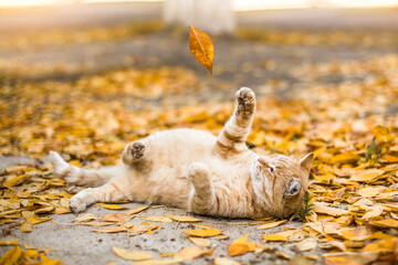 Ginger cat playing with autumn leaves. Cute cat resting
